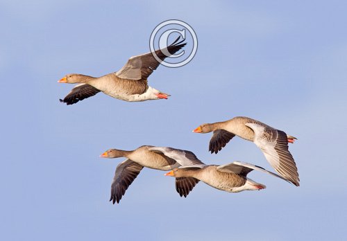 Greylag Geese in Flight 7 DM0410
